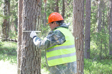 A forest engineer conducts a survey of the forest for logging.