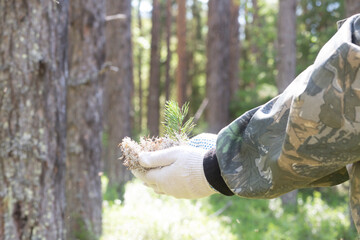 A forest engineer is planting pine seedlings in the forest.