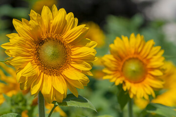 Obraz premium Sonnenblume (Helianthus annuus), Sonnenblumenfeld