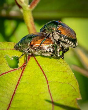 Japanese Beetles Mating On A Leaf