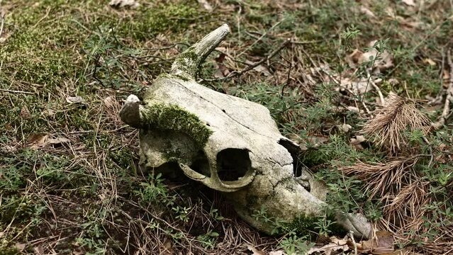 Skull Of A Bull Or Cow Animal On Grass Outdoors On Nature. Scull With Moss. Strange And Mystical Background.