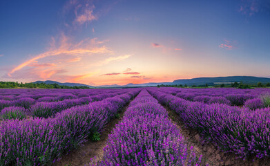 Naklejka na ściany i meble Lavender flower blooming fields in endless rows. Sunset shot.