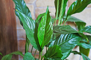 Spathiphyllum flower in the white pot, room. Leaves of flower