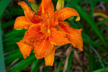 Naklejka na ściany i meble Close-up of orange, double-petalled, daylily, also known as ditch lily, with water drops on the petals, on a leafy green background. -07