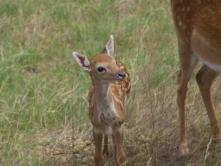 White tail fawn with mother doe
