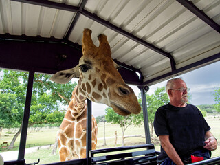 Giraffe ready to surprise senior adult male