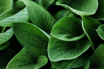leaves of Spathiphyllum cannifolium, abstract green texture, nature background, tropical leaf. big...