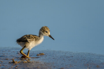 A baby bird searches for food.