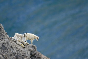 Mountain goats on a mountain ledge