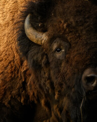Close-up of an American bison.