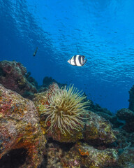 A Banded Butterflyfish Swims Over a Giant Anemone on a Coral Reef in Curacao