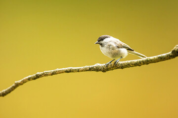 marsh tit (Poecile palustris) Nice portrait with green background