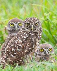 A Family of Burrowing Owls in South Florida