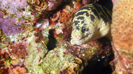 A Chain Moray Eel in a Coral Reef in Curacao