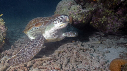 A Green Turtle Resting on the Ocean Floor in Curacao
