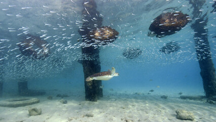 A Green Turtle Swims Through a School of Fish Under a Pier in Curacao