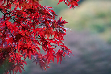 赤く色づいた楓の紅葉