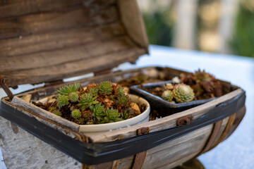  little barrel with cactus inside