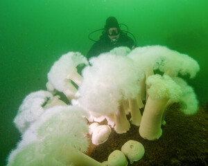 A Young Male Diver Approaches Plurose Anemone in Seattle