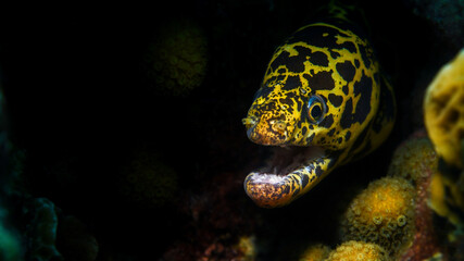 A Chain Moray Eel In Curacao