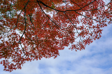 善峯寺境内の風景