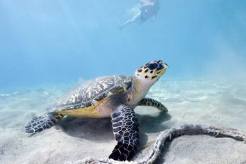 Foto op Canvas A Snorkeler Approaches a Hawksbill Turtle in Curacao © Brent