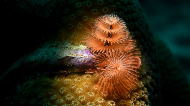 An Orange Christmas Tree Worm On a Coral Reef of Curacao