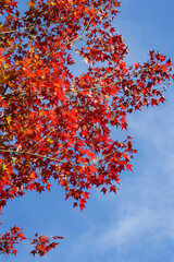 善峯寺境内の風景