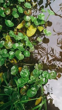 plants in the water, plants, water, flowing water