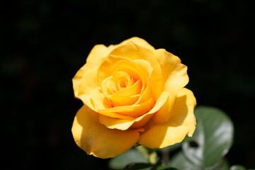 Rose Yelow