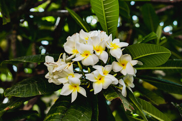 White frangipani flowers