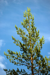 tree against sky, norrland, sverige,sweden