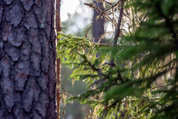 tree in the forest, norrland, sverige,sweden
