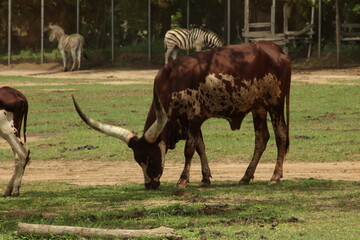Ankole-Watusi cattle in captivity