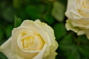 Blüte einer Rose mit unscharfen Hintergrund