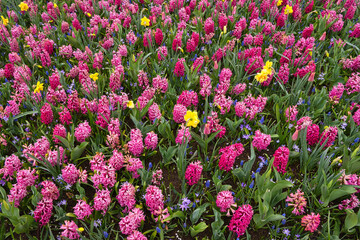 Angelegte Blumenwiese mit verschiedenen Blumen