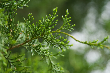 close up of evergreen tree branch