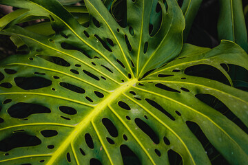 Fototapeta na wymiar Close up of green leaves of monstera
