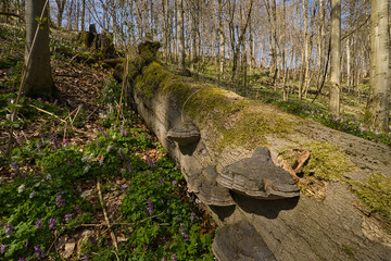 Ein umgefallener Baumstamm mit Baumschwammpilzen
