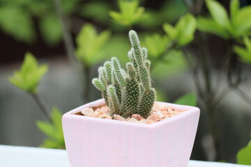 small cactus in a pot in the garden
