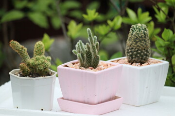 cactus in a pot in garden
