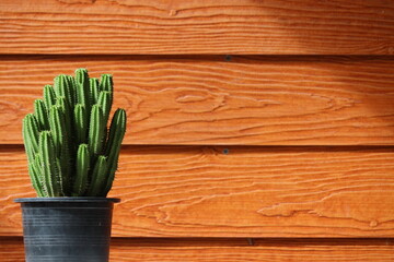 cactus in a pot on the wall wooden background