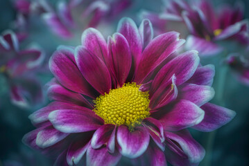 Artistic Flower Close-up