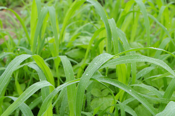 Obraz premium Beautiful, clean drops of morning dew on the green grass