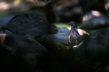 pigeon au bort de la rivière 