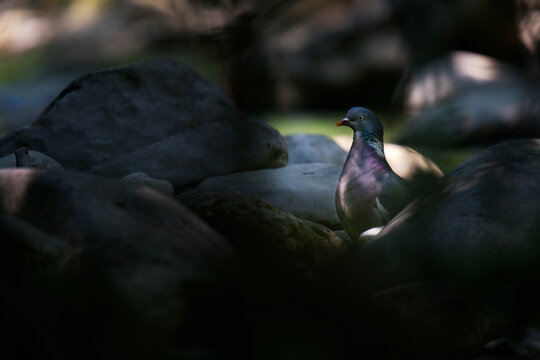 pigeon au bort de la rivi&egrave;re 