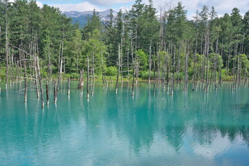 Hokkaido,Japan - July 8, 2022: Shirogane Blue Pond in Biei, Hokkaido, Japan

