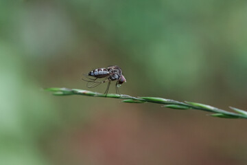 fly on leaf