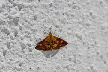 A mint moth ((Pyrausta aurata) of the family Crambidae or Small Purple and Gold