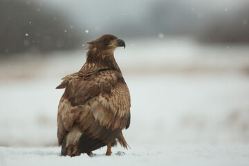 Bielik (Haliaeetus albicilla) © Grzegorz
